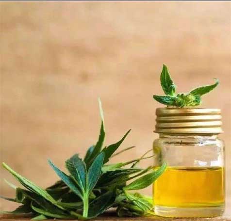 CBD Oil